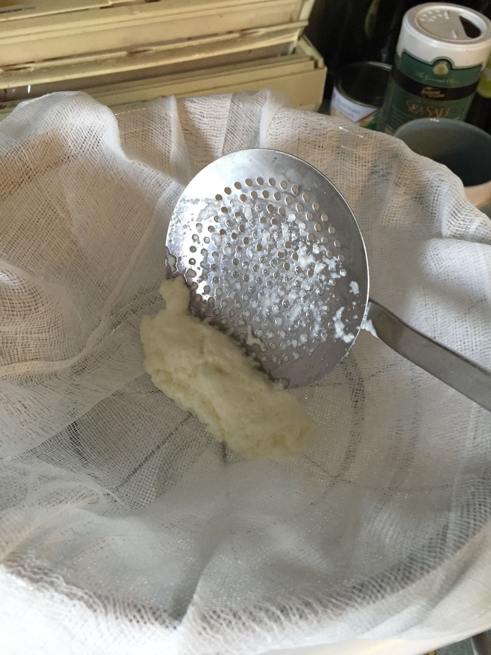 Then place the curds in the cheesecloth lined strainer. Continue removing all the curds in this way until none or few remain.