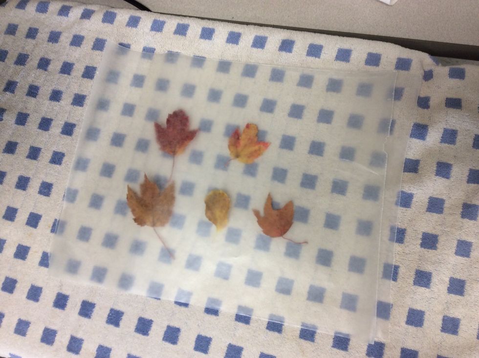 then place the other piece of wax paper on top of the leaves.