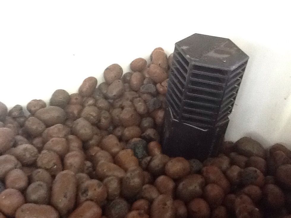 Then place your garden bed on your tank and connect the pump to the end of the tube you want the water to come out of. After that fill your garden bed with your clean clay pebbles.