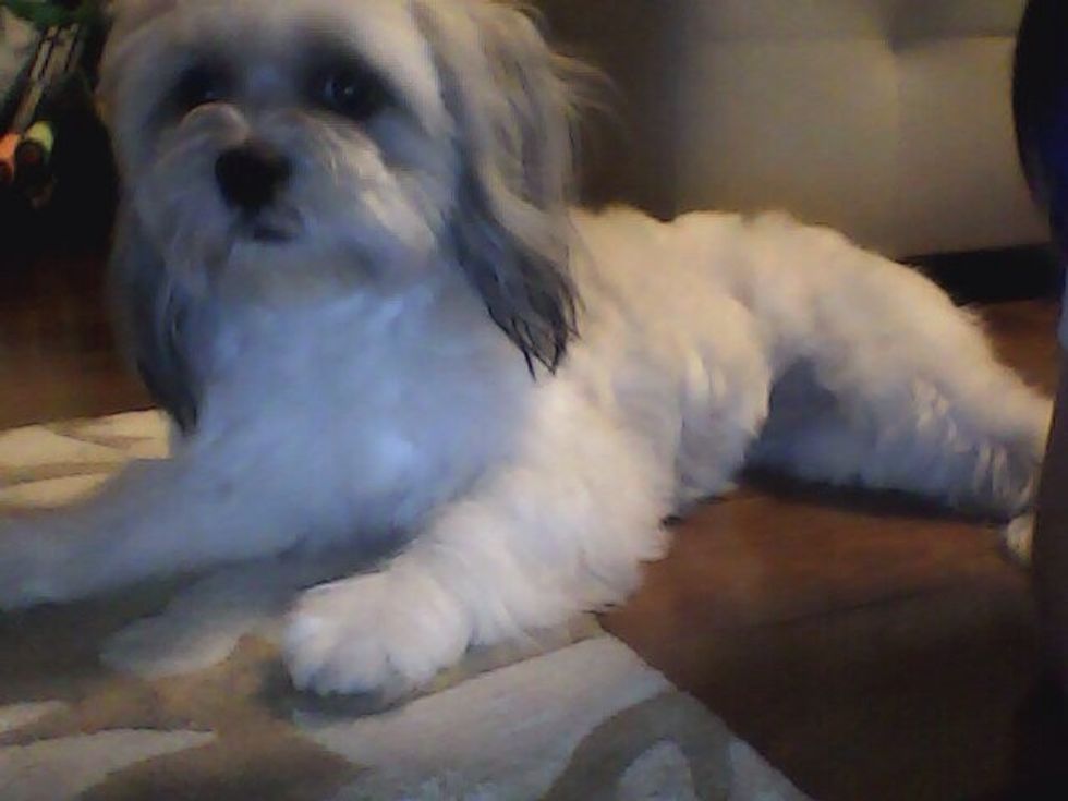 Then Poof! You have a clean and sweet-smelling dog!