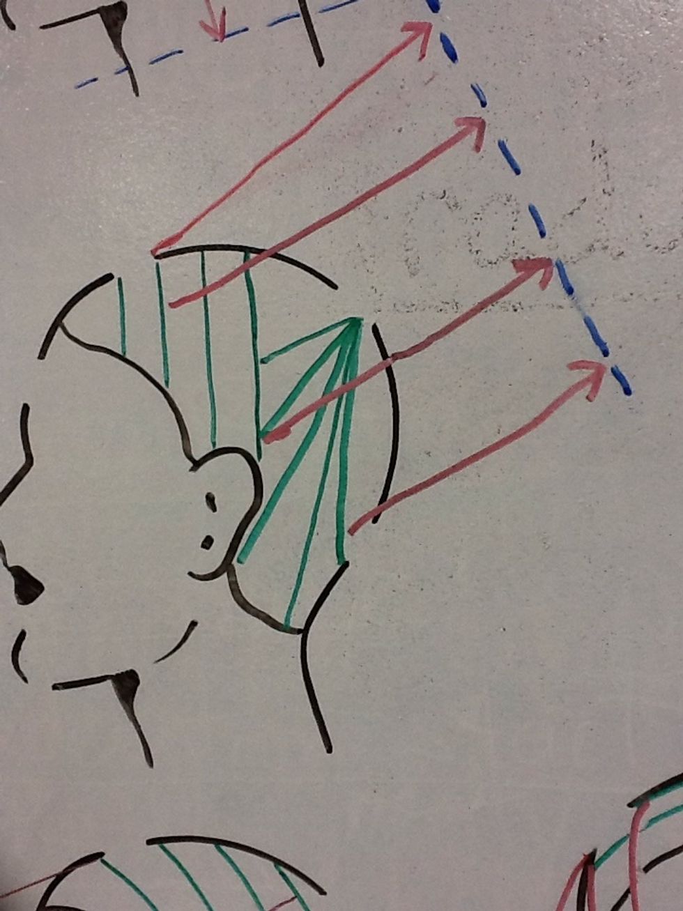Then pull the hair back & up following the red lines, allowing the length to drop(Cutting the length will ruin the line) and cut the remaining following the blue line. The blue line becomes stationary