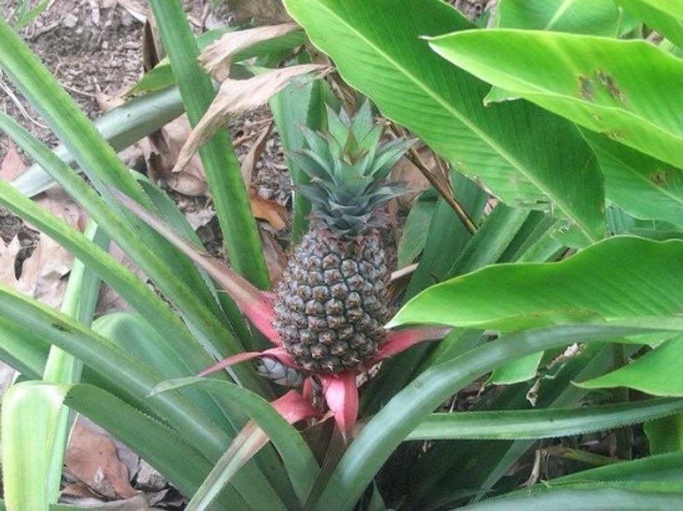 Then remove the pineapple top from the water and plant it in a container with potting soil. In 2 years (patience, Grasshopper), your humble pineapple top will look like this. Cool, huh?!