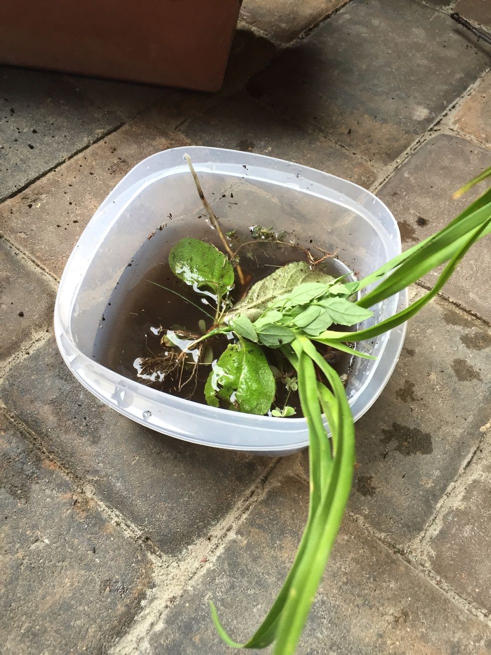 Then soak the roots of the plant in room temperature water.