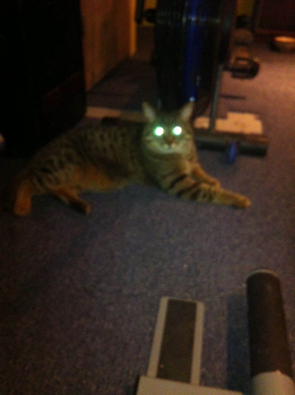 Then spend more time with your new furry friend and get to know them they tend to like people.