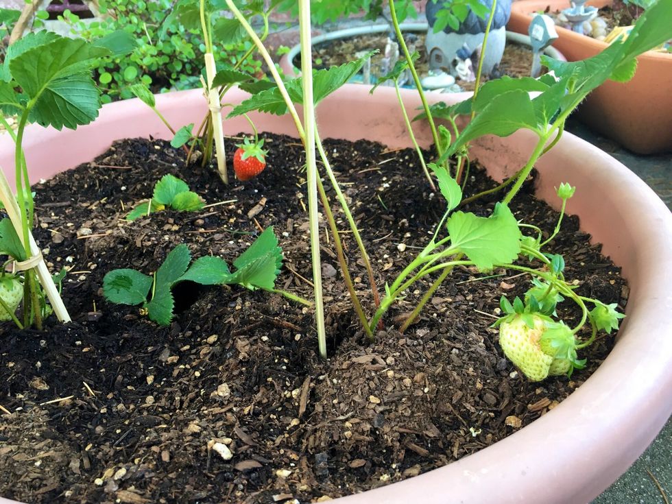 Then stick a chopstick next to it. (do it gently so you dont break the roots). Keep holding the plant to gather.