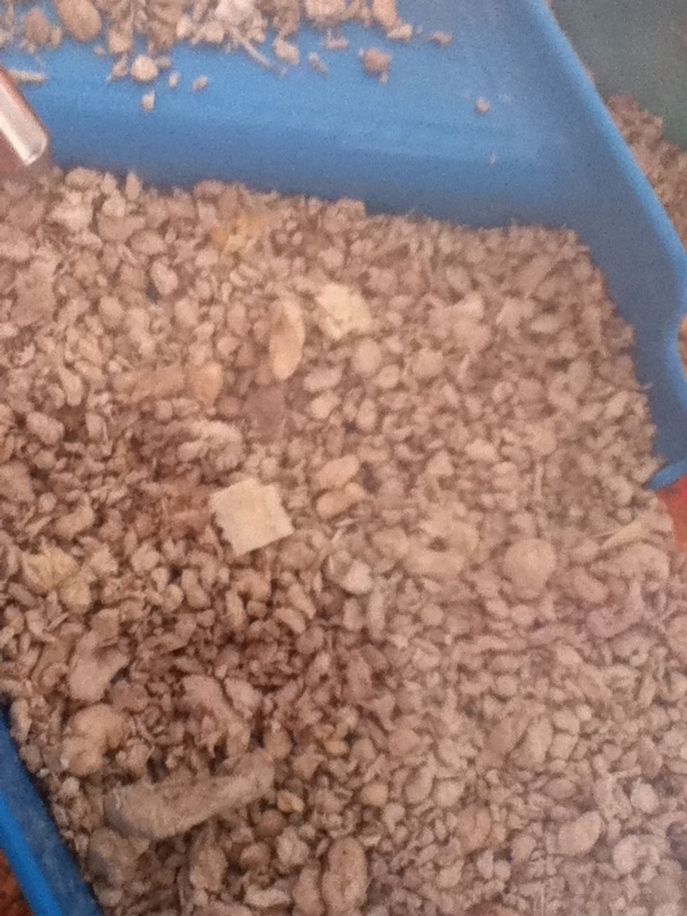 Then they need wood pulp or another type of hamster friendly wood to have on their floor of the cage.