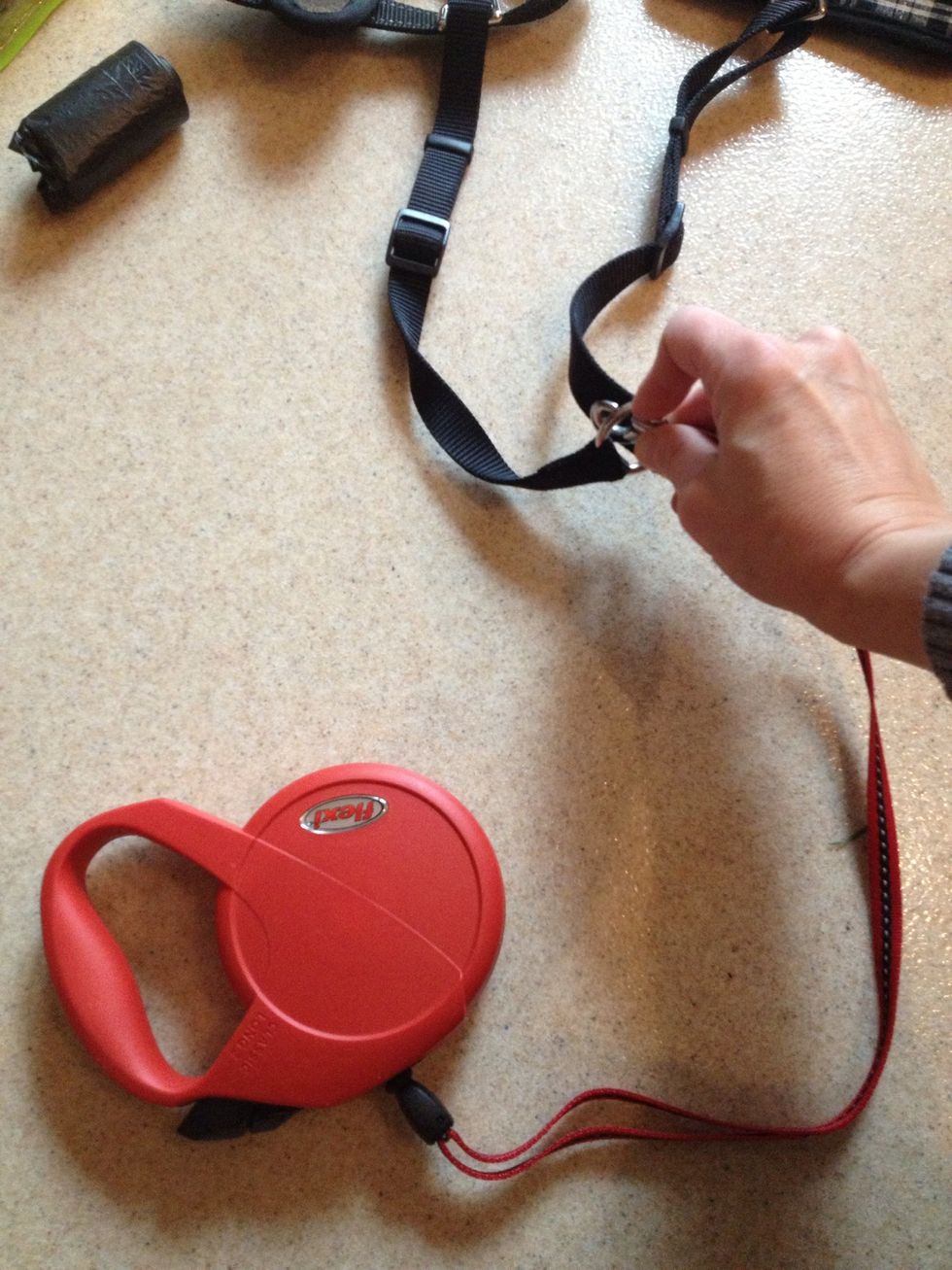 Then you connect your large retractable lease to the harness strap.