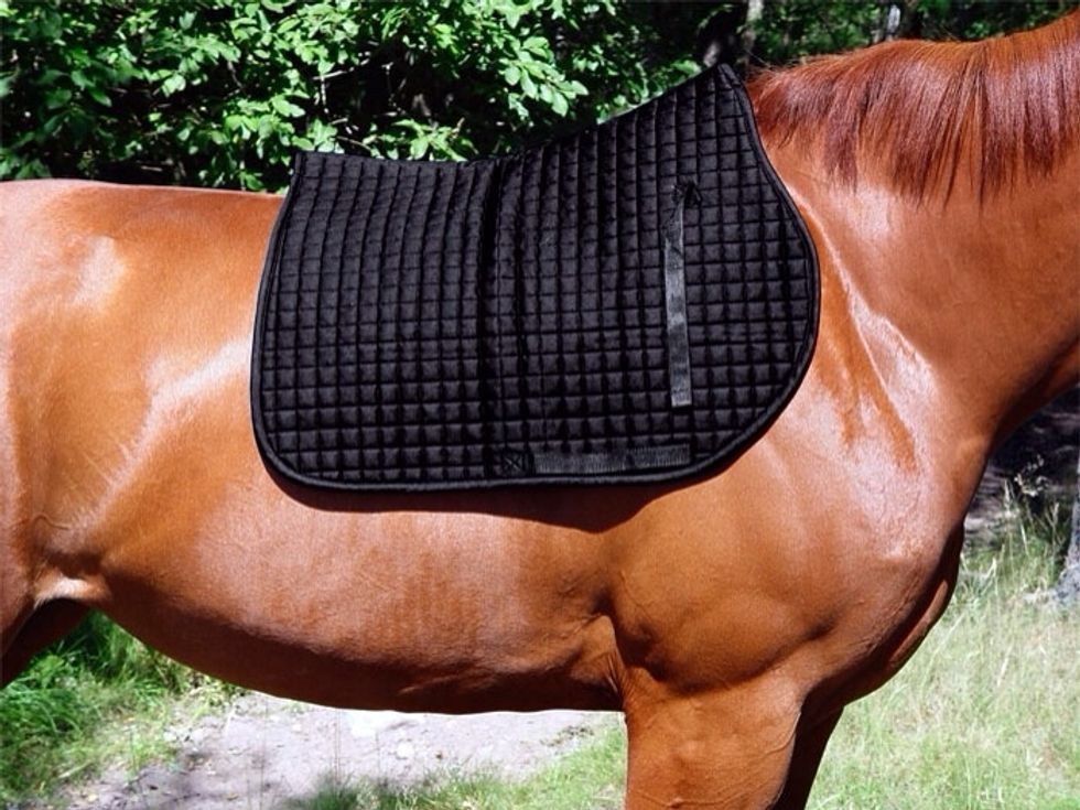 Then you will need to put your Saddle Cloth on your Horse. The top of the Saddle Cloth must be just over the Horse's Withers.