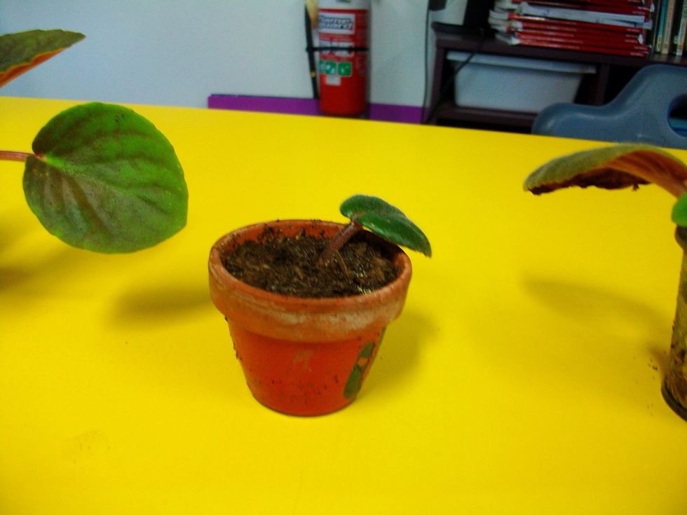 Then you will place one of the leaves into fresh potting mix