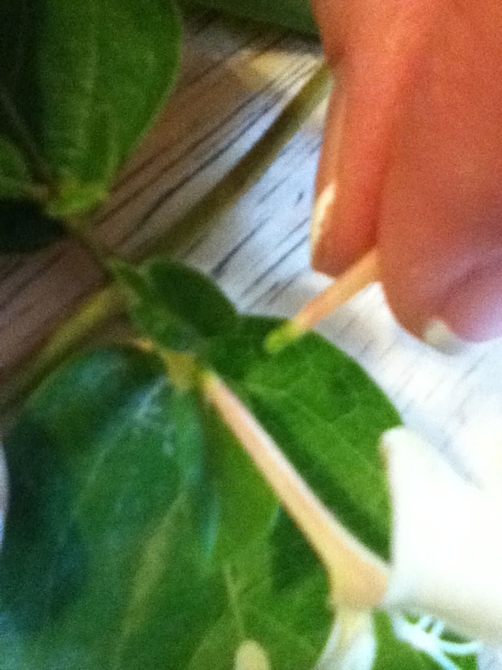 There is a little part of the stem if not it may have have something else that looks like step 5.