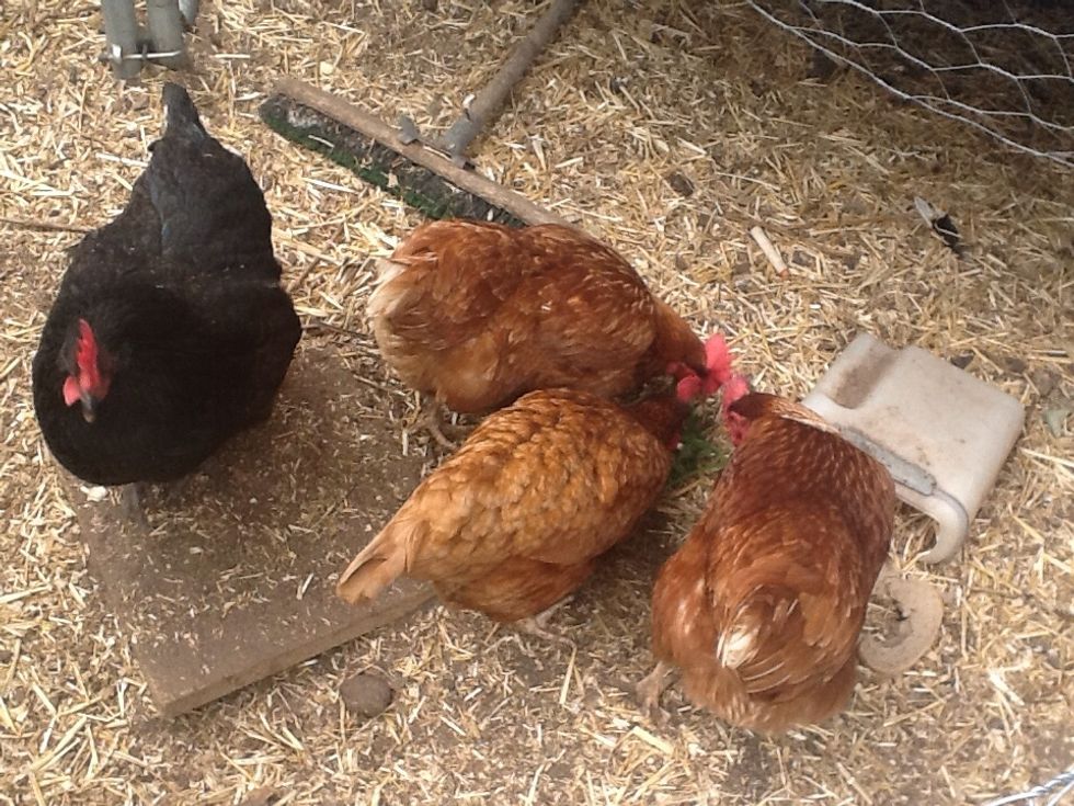 There is much more rabbits and pigs should eat and I have just listed a few, but I will do any requests possible, plz follow, I will follow back! Thanks for reading!!!