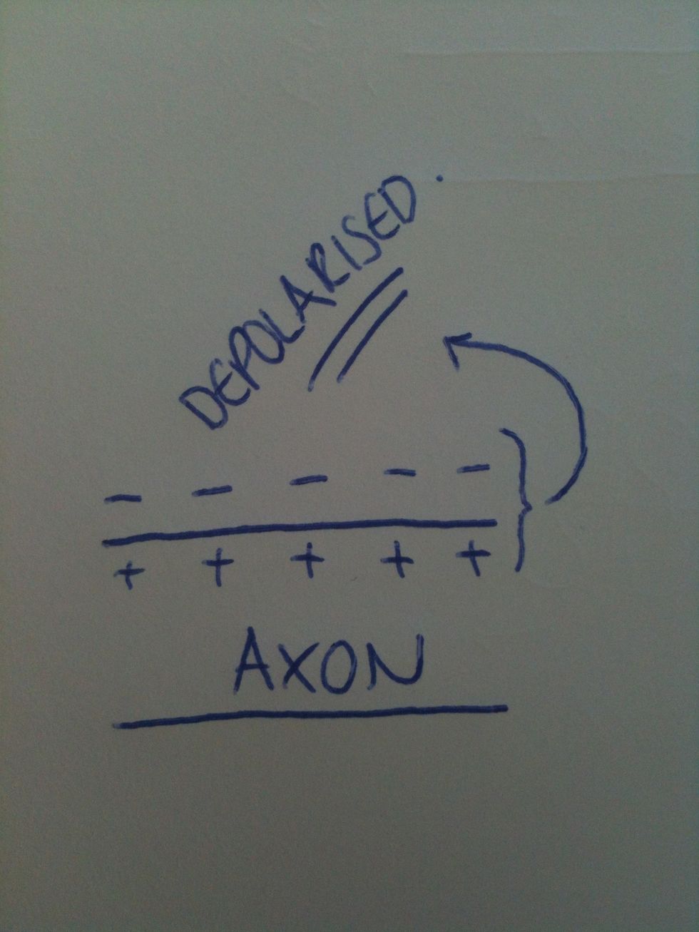 There is now a negative charge on the outside of the axon membrane and a positive charge on the inside of the axon. The potential difference changes to around +50 millivolts.