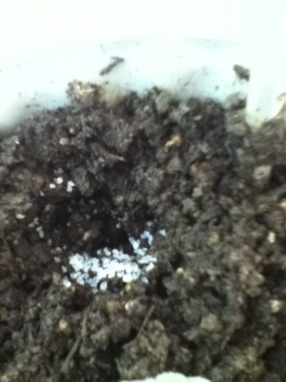 There's the lil' crystals. Cover well with soil. Repeat in a spot or 2, only if you have a really big container. These, when water is added, expand & hold water in helping keep your plant watered.