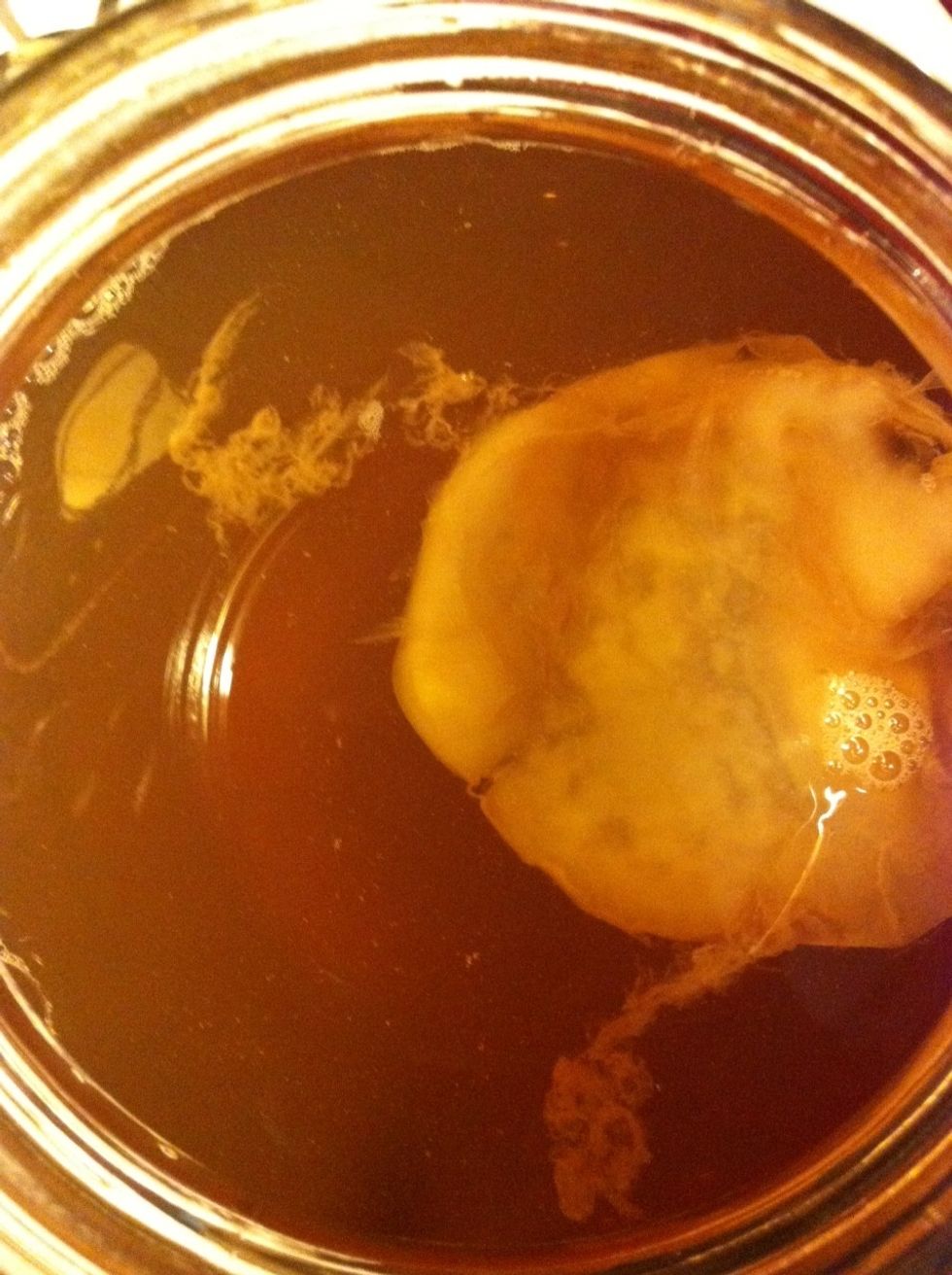 There she is up close. Starter SCOBYs are referred to as "mothers", since the brewing/fermentation process results in a second "baby" SCOBY.