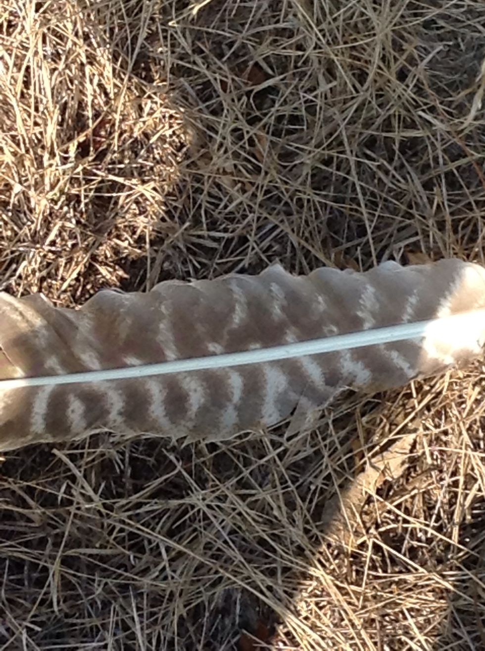 There was a feather.