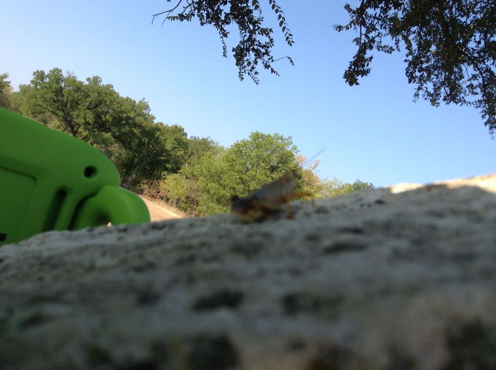 There was a grasshopper or a Cicada on a rock(day1).