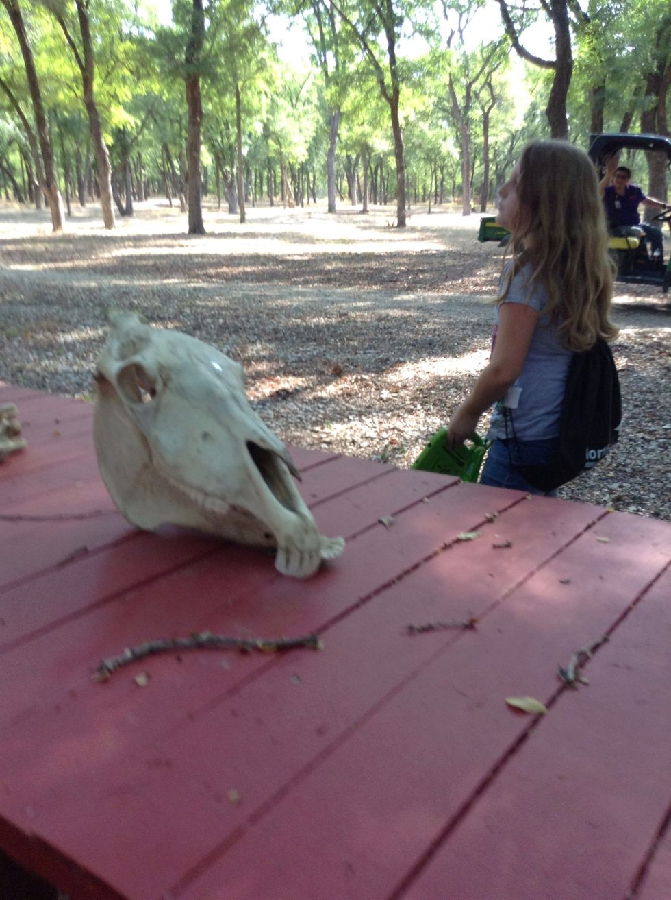 There where sculls on the tables.
