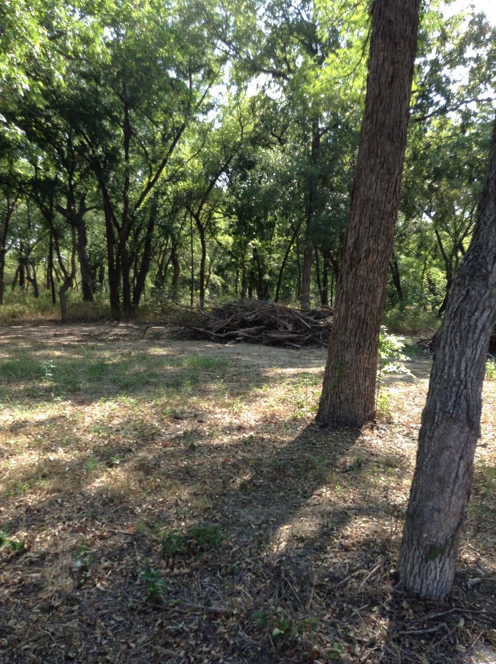 There where trees evry were.