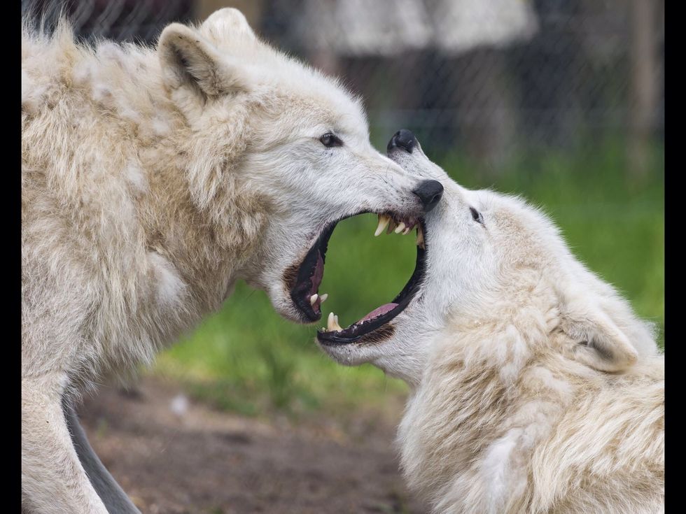 ... there will be dilemmas and provocations ...