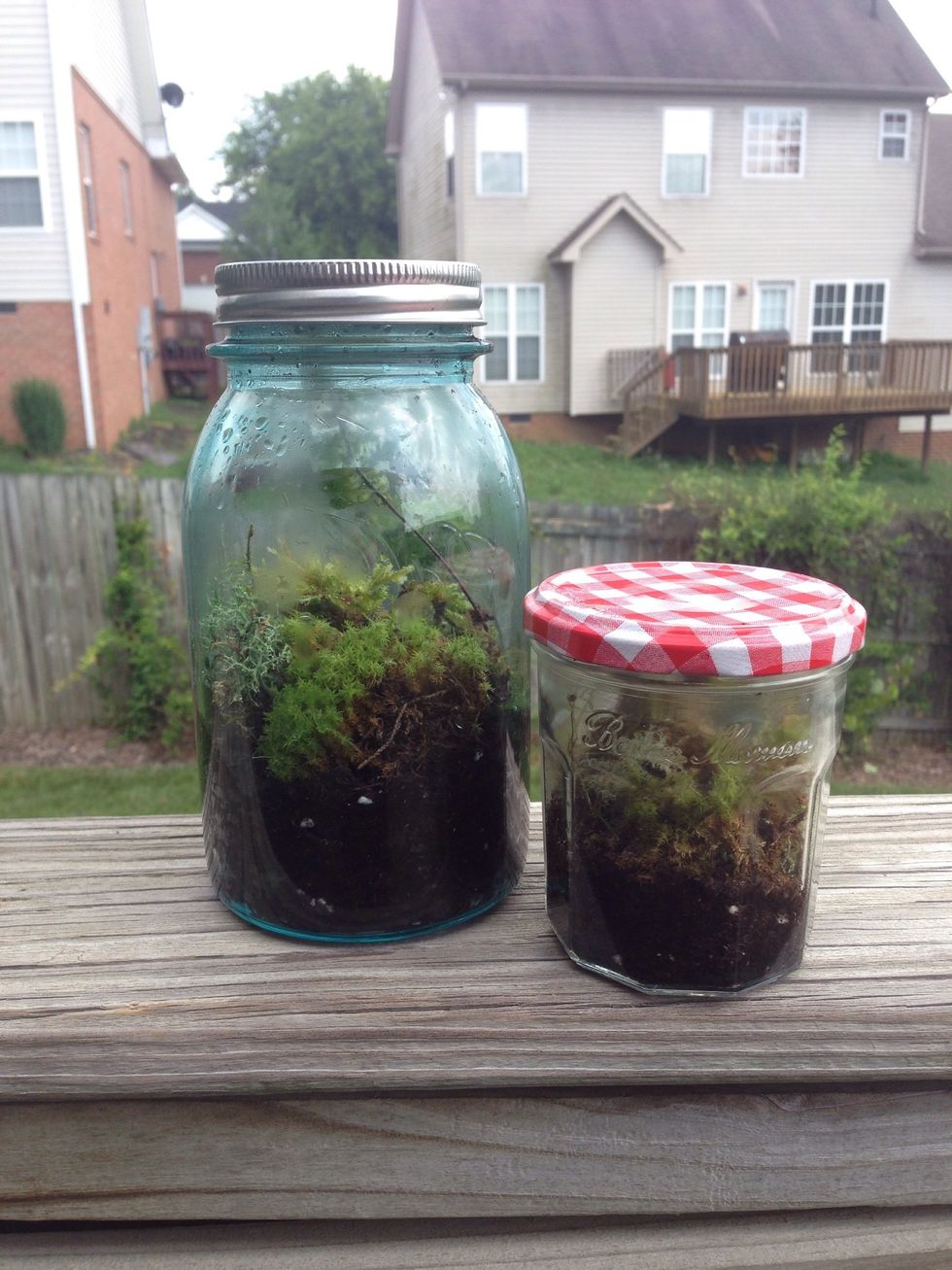 There you go! Your baby terrarium is all finished, make sure to give it moderate amounts of sunlight, and refrain from taking the lid off. If your terrarium is looking dry, don't be afraid to mist it!