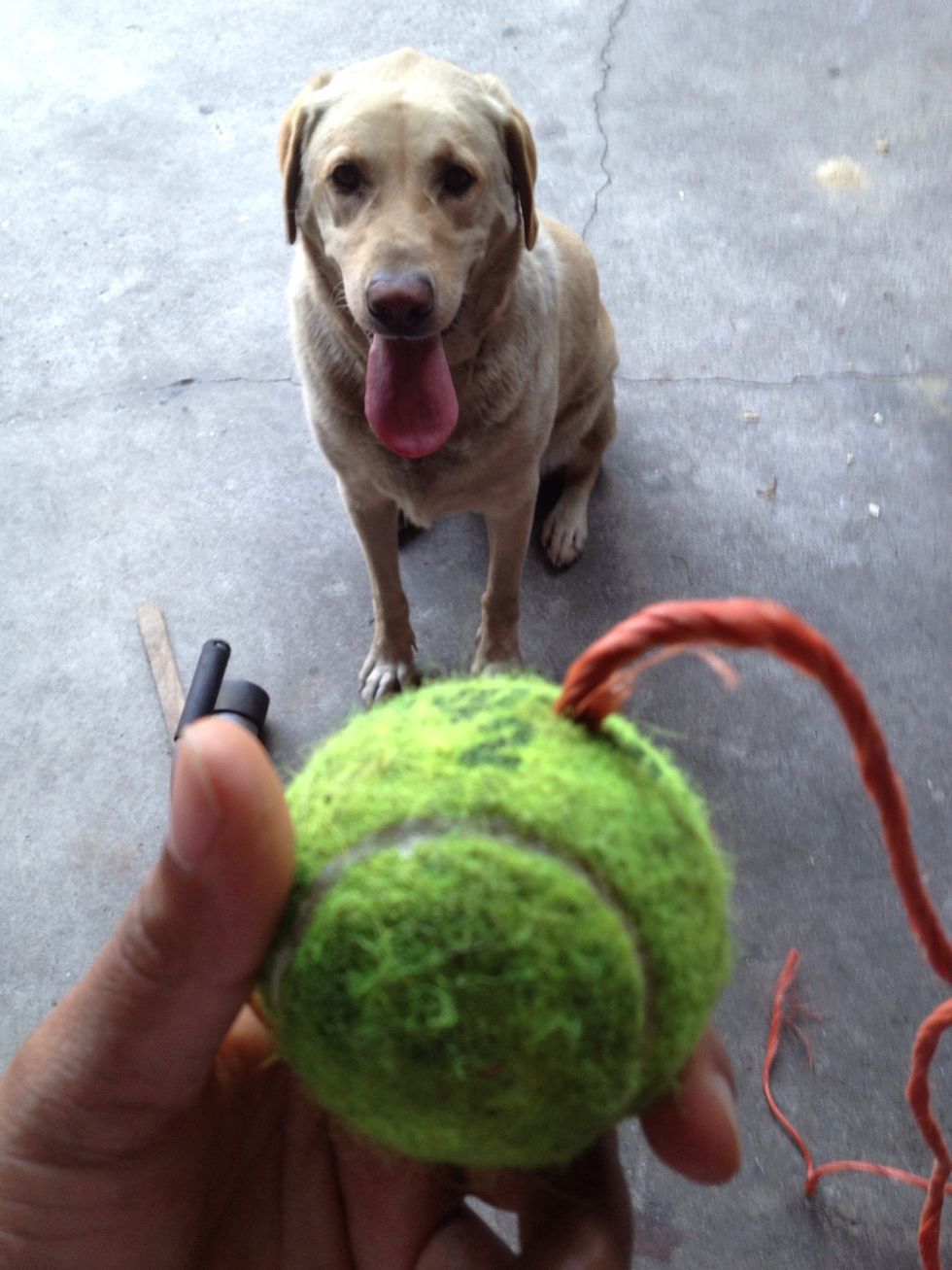 There you have it. Simple homemade pooch toy.  See he's ready for it!