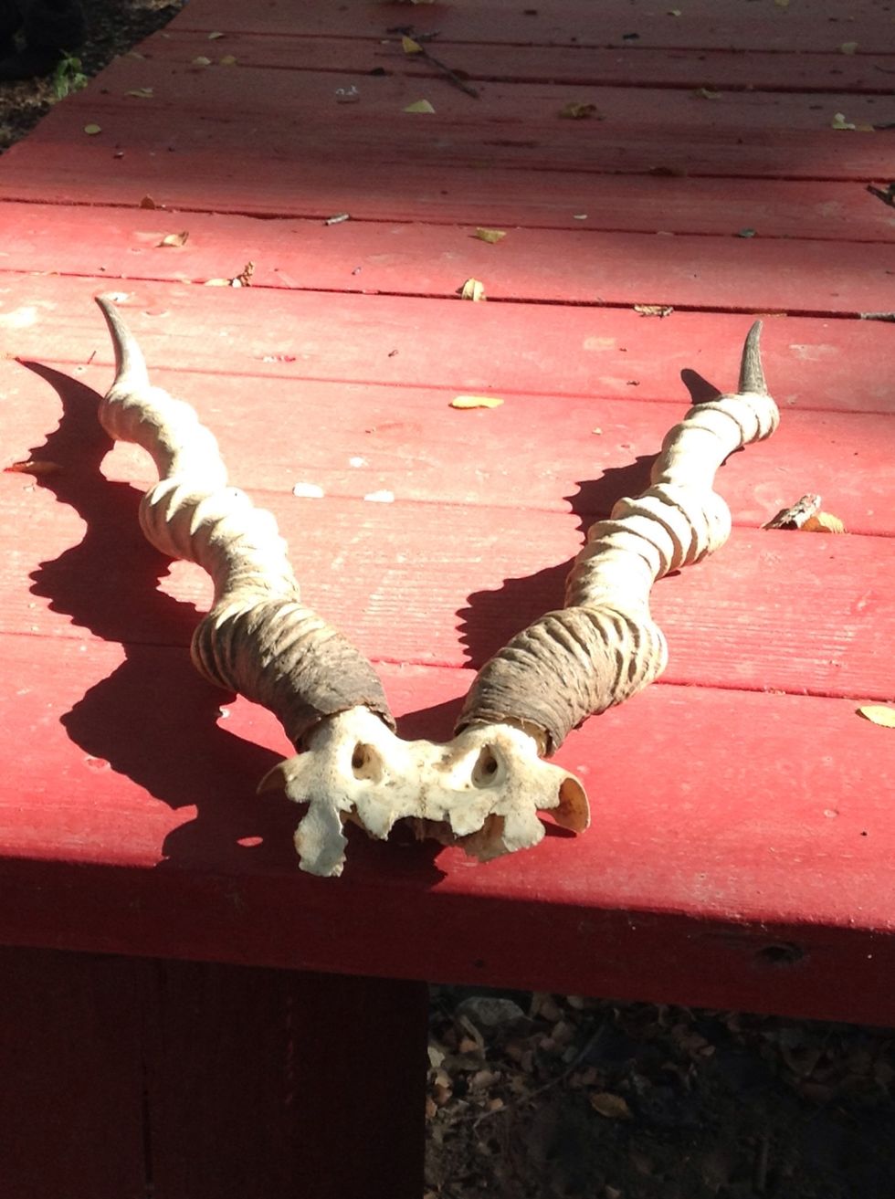 These are antler horns from a real antler who died because it was really hot or it was old .