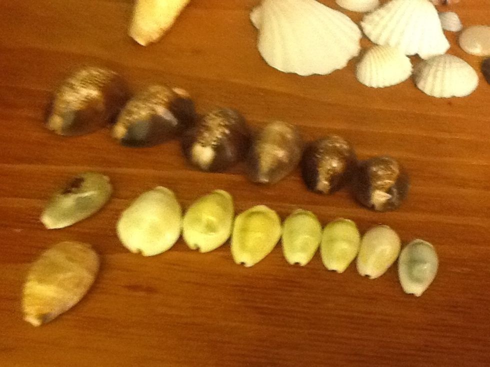 These are cori shells they are easy to sort because they are very distinct. You can recognise them from their teeth like patterns shown in the next slide\u23e9\u23e9\u23e9\u23e9