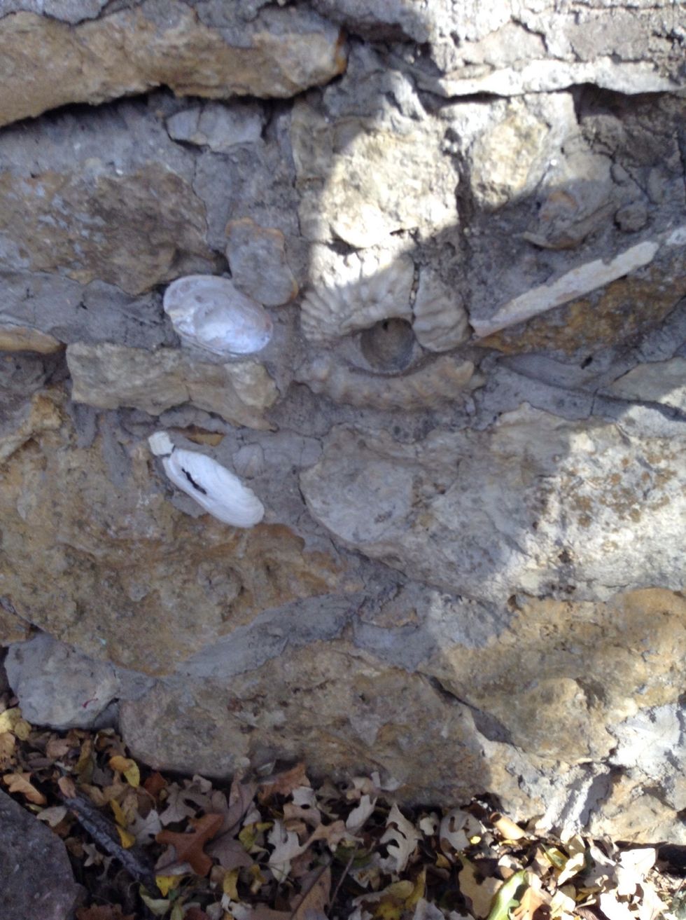 These are fossils these can also be found while in the fossil pit