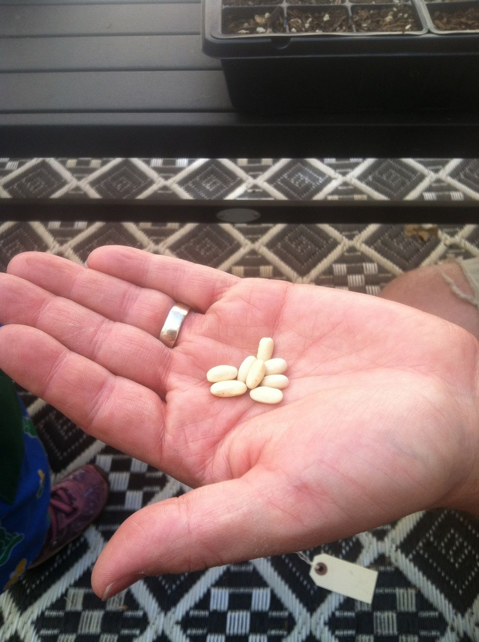 These are green bean seeds; we'll need to sow them about 3/8" below the soil surface.