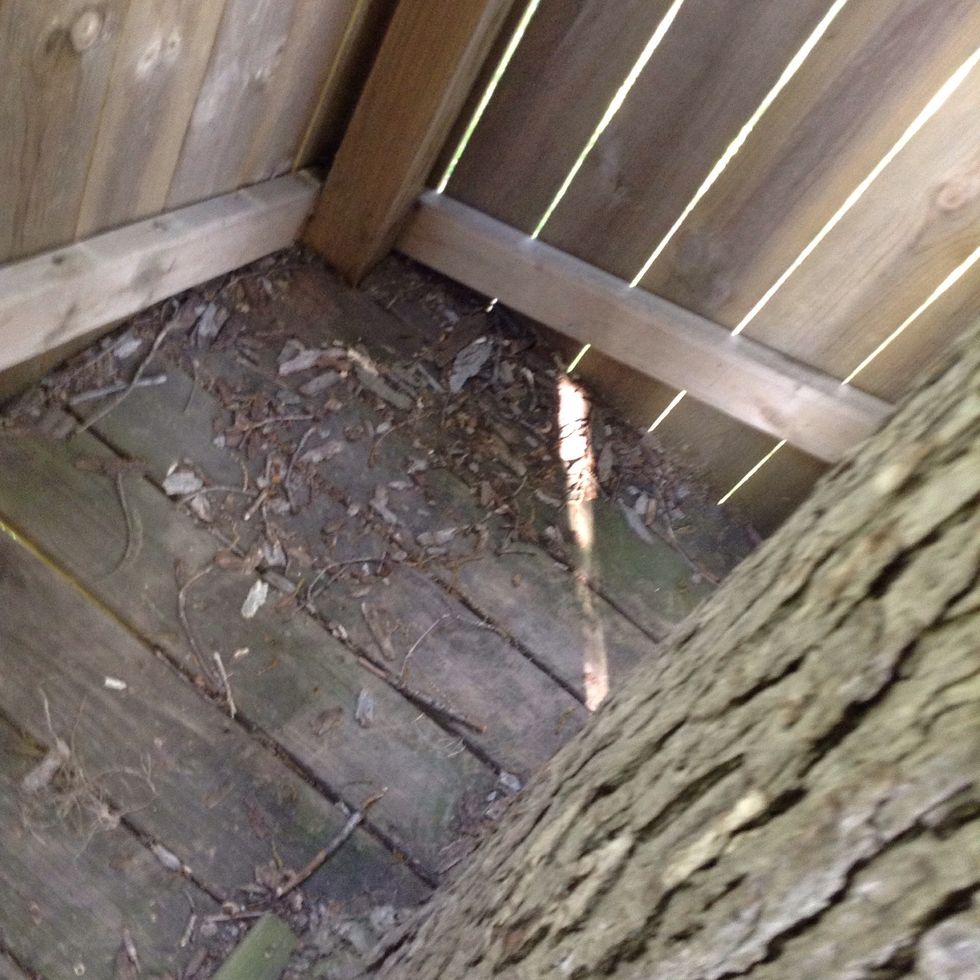 These are some sticks that we found in my treehouse. They were dropped off by deposition and ended up here