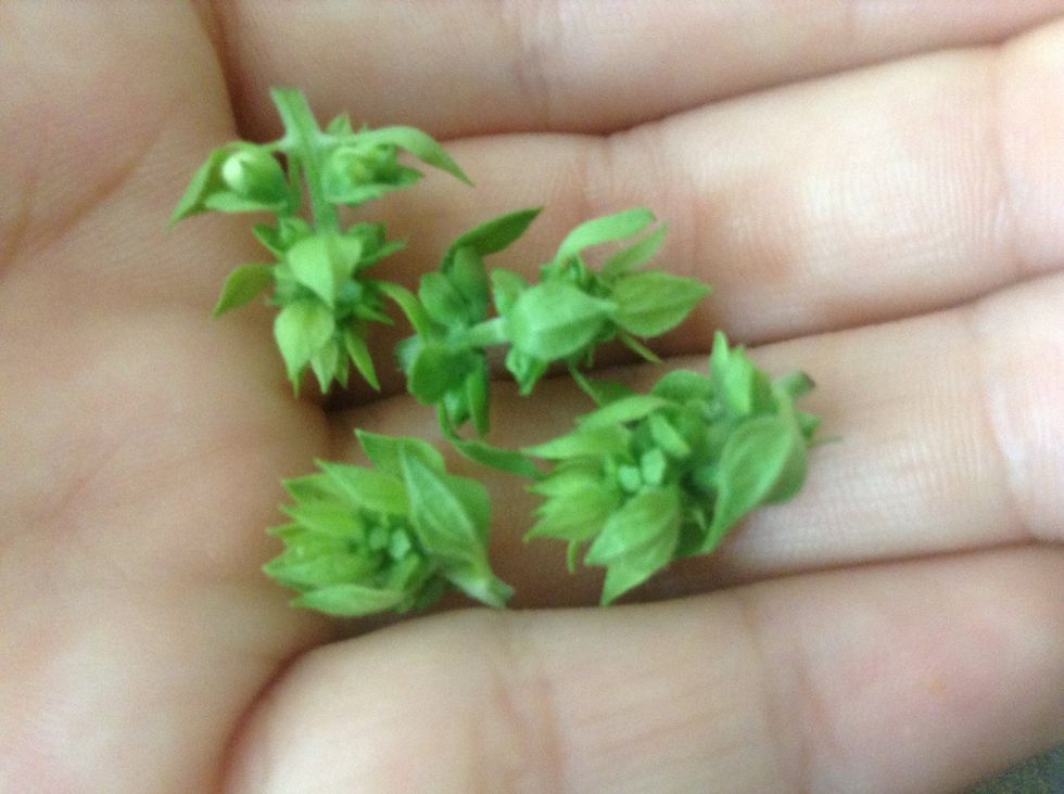 These are the 4 seed pods that I had gotten from that same plant