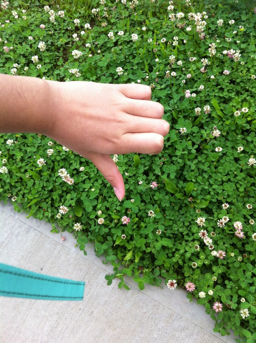 These are the bad weeds that took over our whole lawn