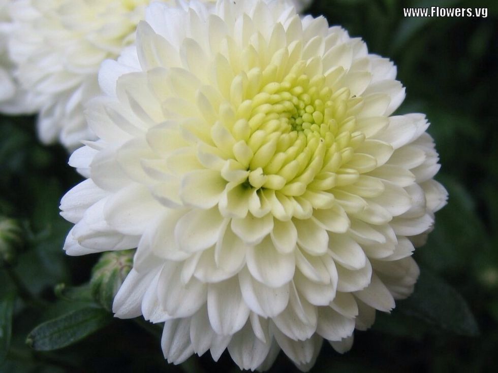 These are white mums. There is no required number for the amount needed. Just fill in until it looks even, try and make sure you use approximately the same amount of mums and carnations for proportion