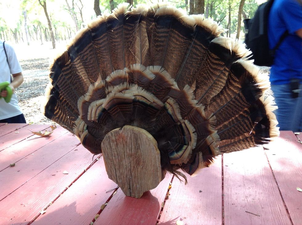 These feathers are most likely turkey feathers because of the shape,color, and size.