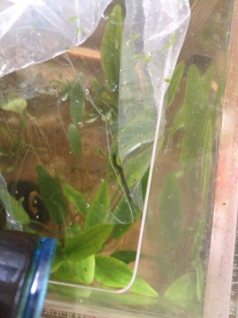 These guys are hardier, so I've added some of my water and left the bag open to the tank.