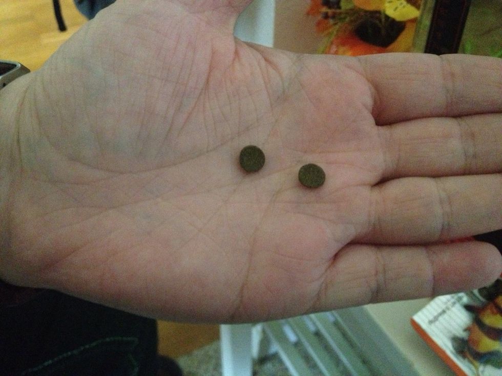 These guys go nuts for sinking wafers in my boyfriend's tank, so I'll drop in a couple of those, too.