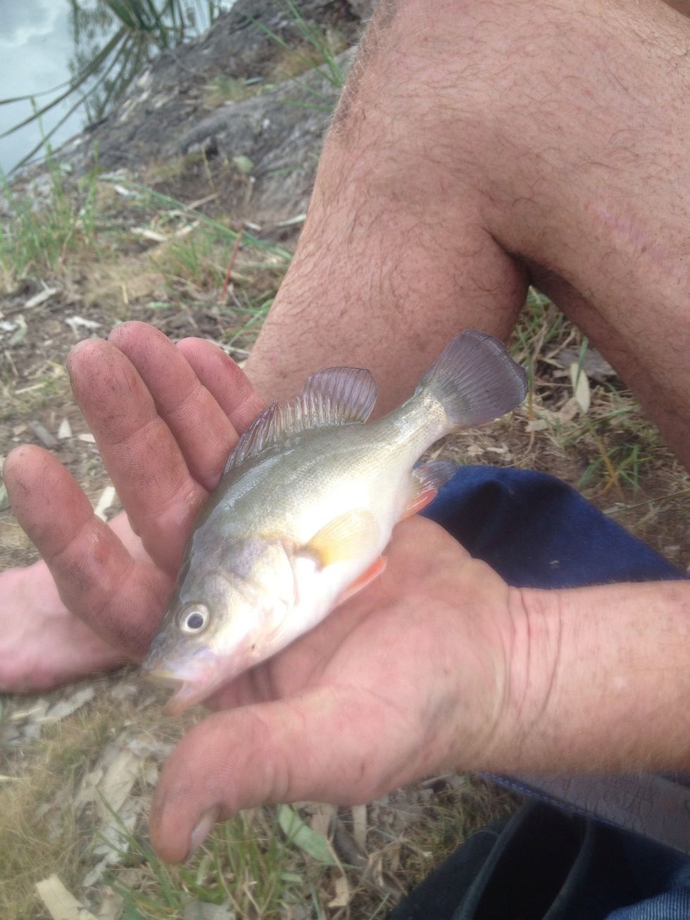 These little fingerlings live in a pond with this bio-filter... Cant wait till hes 70cm!!! Nom nom