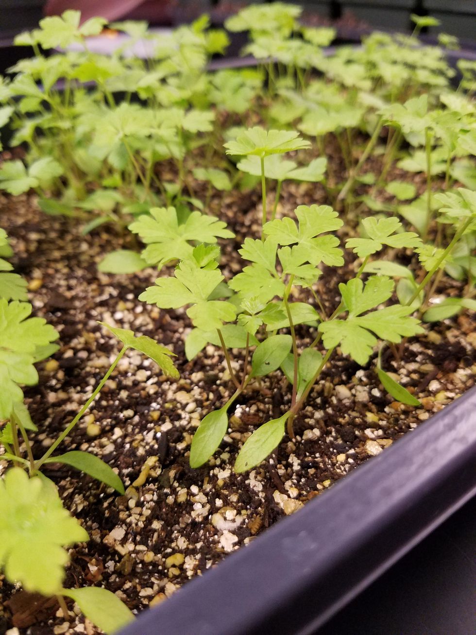 These parsley plants are perfect for transplant. You can see the small cotyledons towards the bottom, but the true, more shaped leaves have grown.