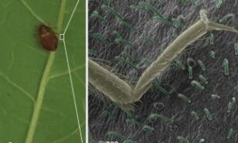 How to trap bed bugs B+C Guides