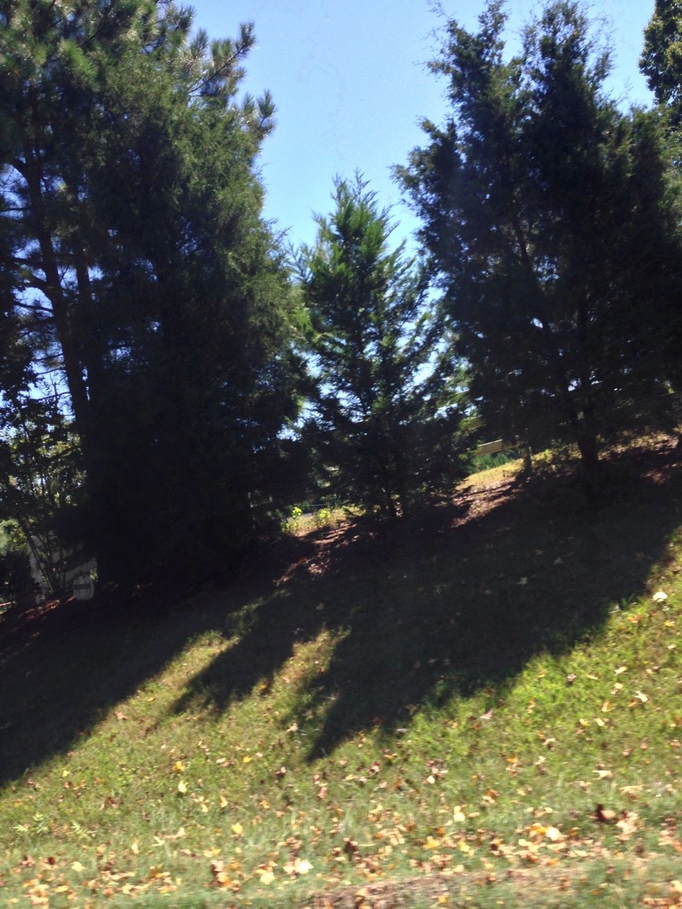 These trees remind me of a starter family! The little tree in the middle is the child! Their shadows are a reflection of life, growth, and family! The little tree wants to be like mommy and daddy!