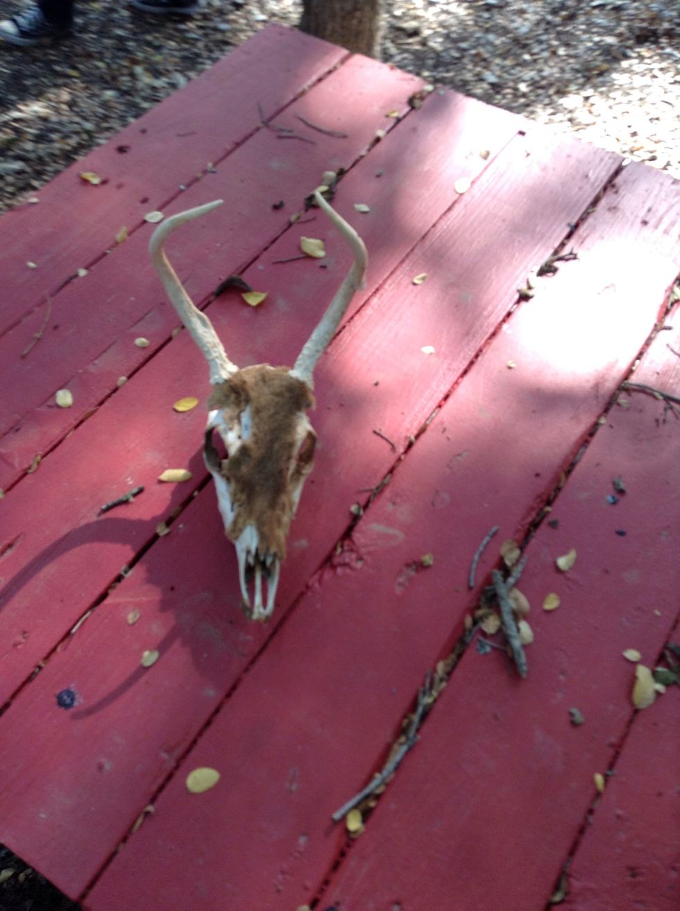 They have deer there were deer tracks.
