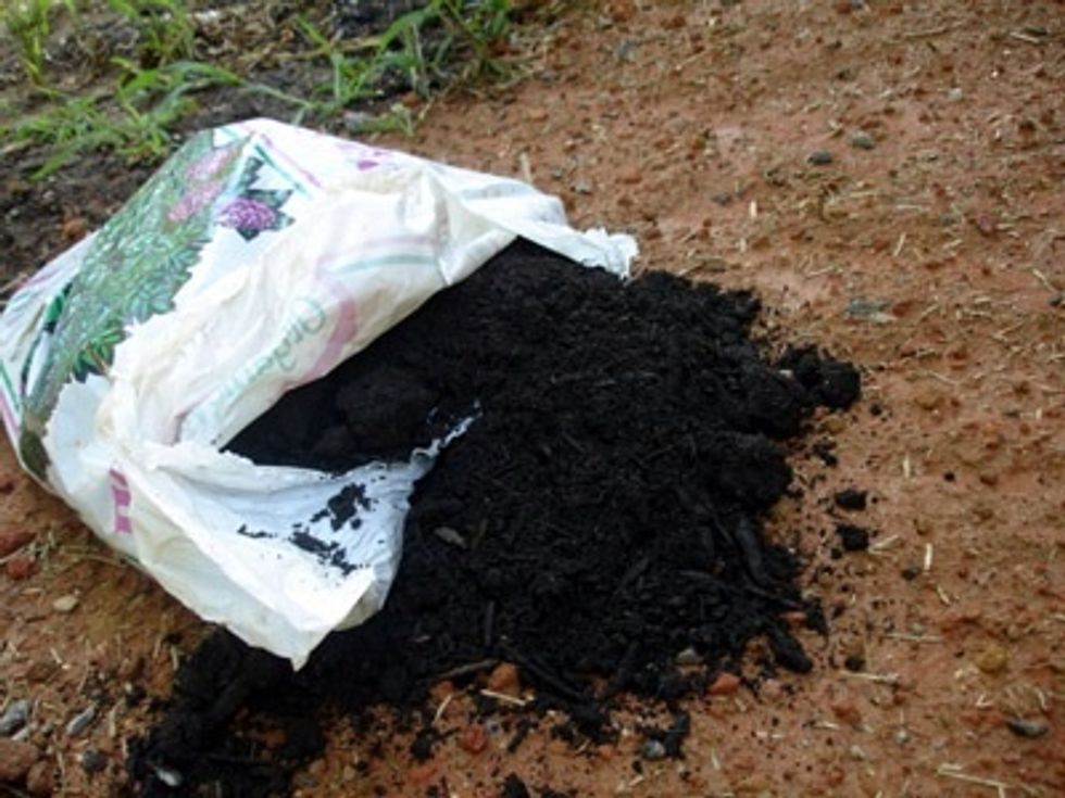 They like well drained soil, rich in humus