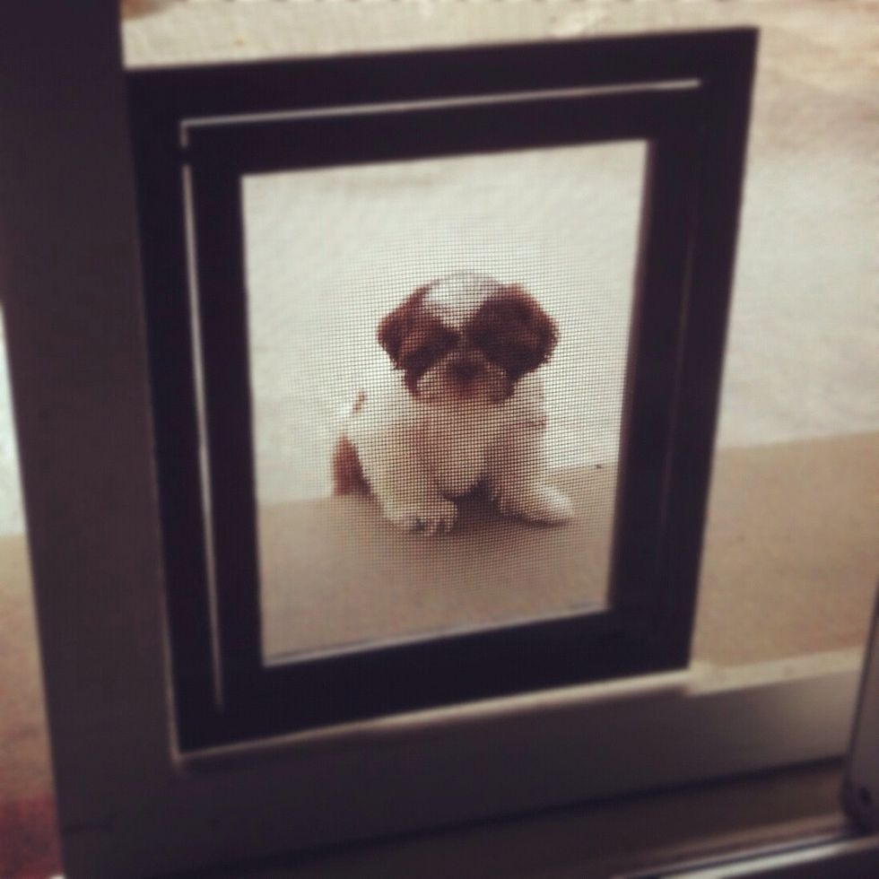 They'll be conquering the outdoors in no time! Charlie was even using the doggie door within a few weeks of his training!