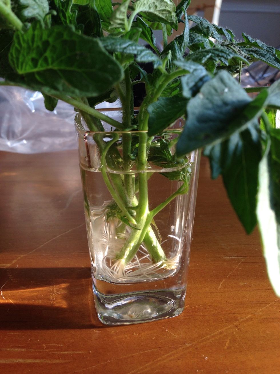 They may wilt first few days but will develop roots in a week to 10 days. Change water if it gets cloudy. Add water if level drops.