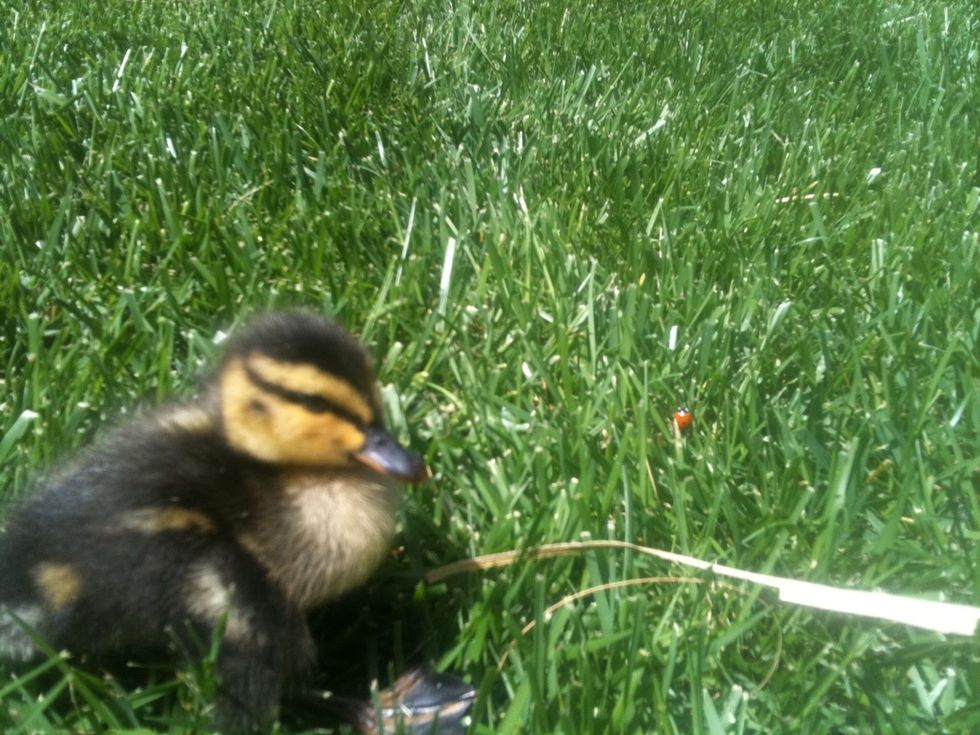 They're very tiny when they're born and grow very quickly