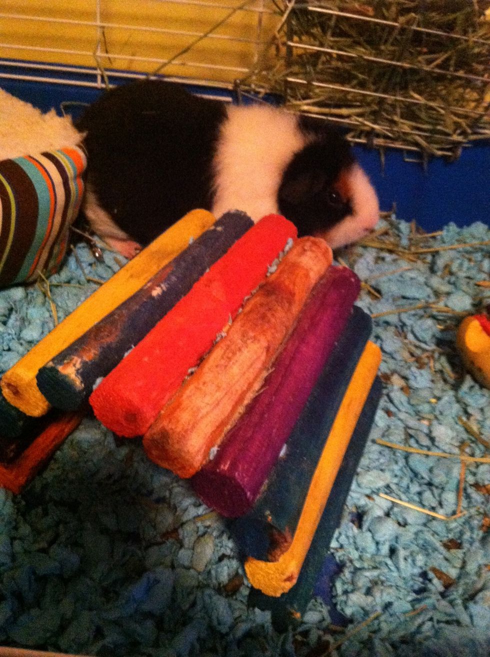 They should always have a place to hide. A good house would be a wooden one that they can chew on too! You can see T-Rex doesn't wanna hide tonight.