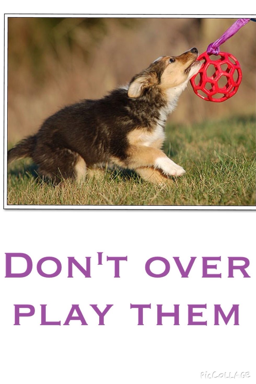 They will get sick if you over play them and Maybe threw up