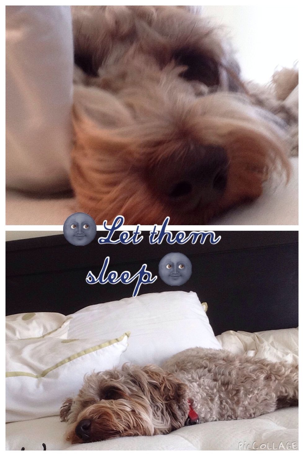 They will probably be dopey so let them sleep