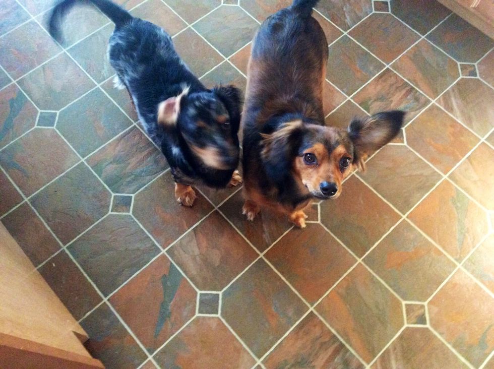 They will try to help, best to let them just observe.