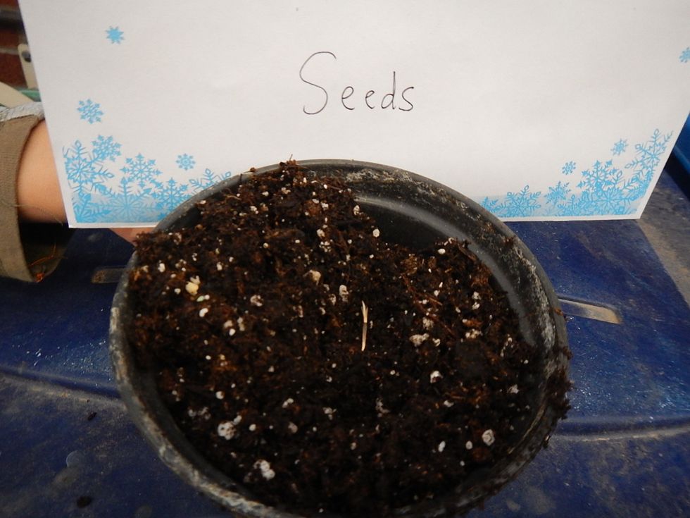 Third, take a seed and put it in the little hole you made in the dirt.